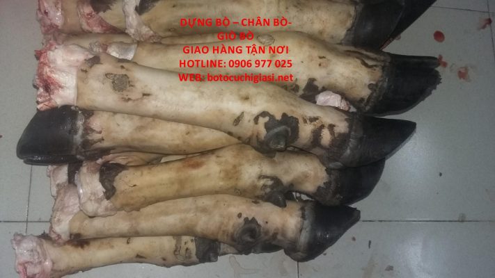 dựng chân bò