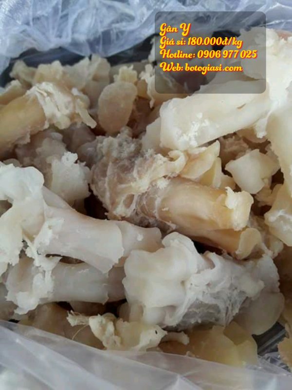 gân y luộc